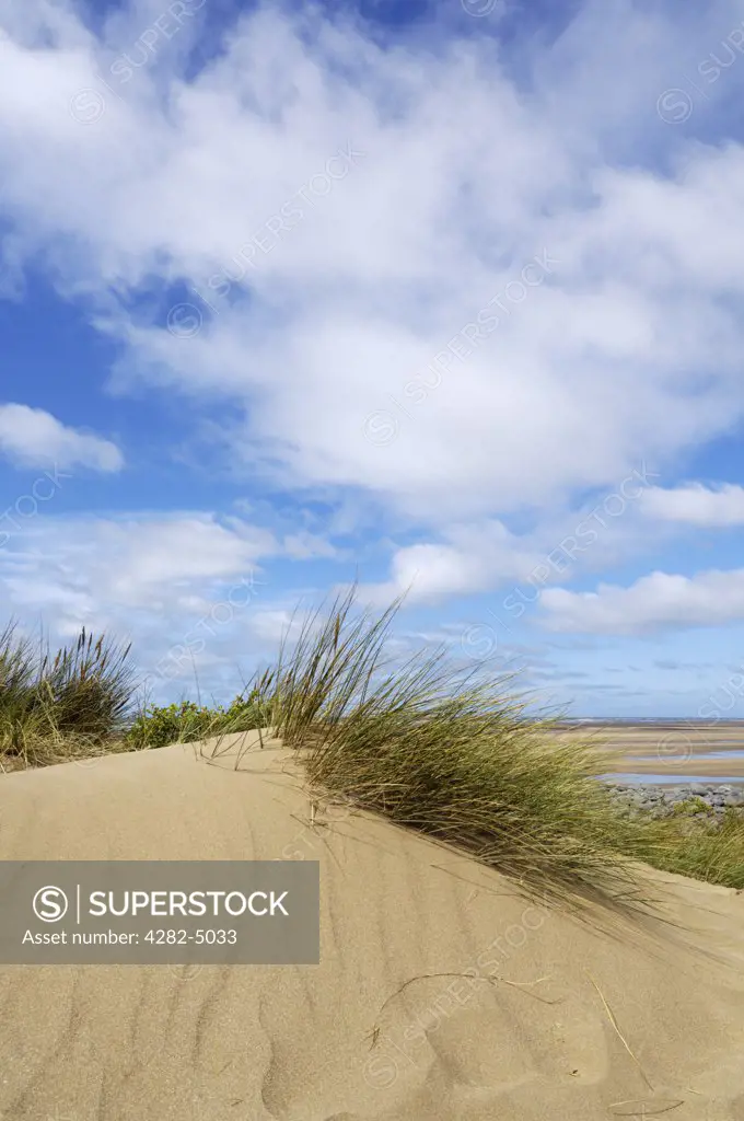 England, Devon, Westward Ho!. Sand dunes at Northam Burrows on the South West Coast Path near Westward Ho!.