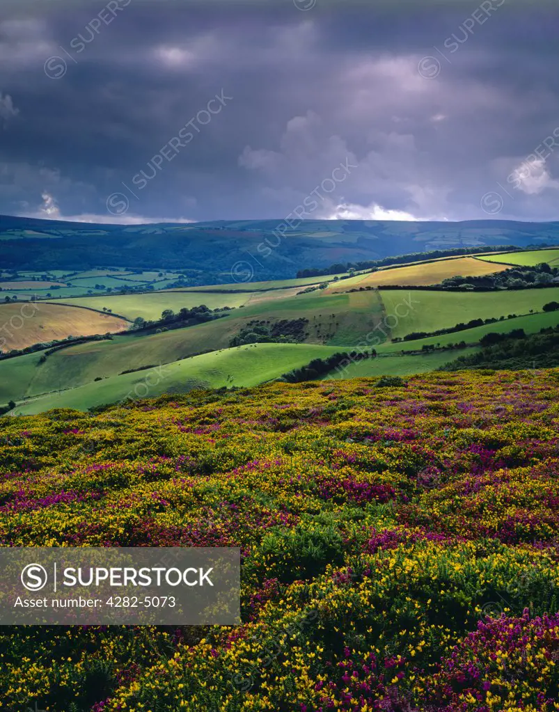 England, Somerset, Selworthy. The Holnicote Estate in Exmoor National Park viewed from Selworthy Beacon.