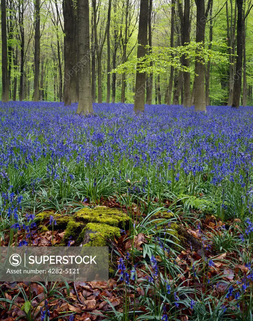 England, Wiltshire, Marlborough. Bluebells in May at West Woods near Marlborough, Wiltshire.