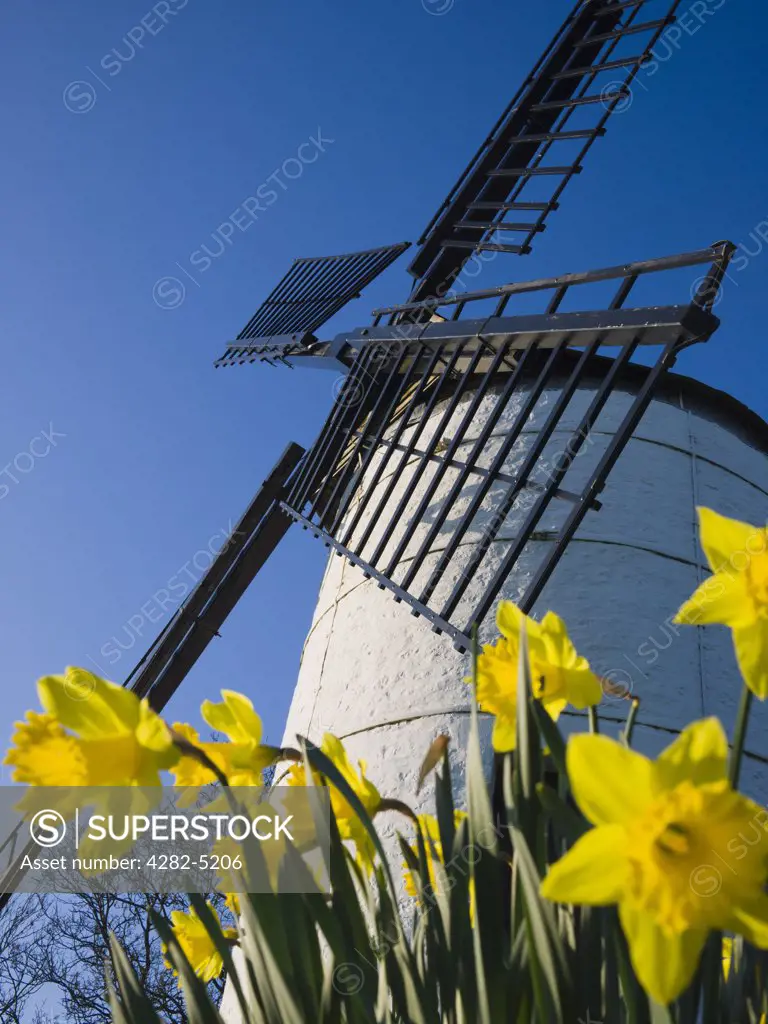England, Somerset, Chapel Allerton. Daffodils beside Ashton Windmill, a tower mill dating from the 18th century.