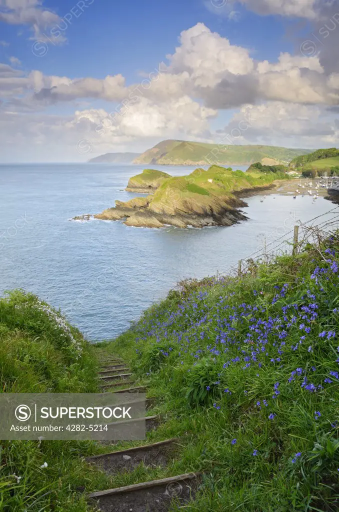 England, Devon, Widmouth Head. Spring flowers on Widmouth Head overlooking Sextons Burrow and Watermouth near Coombe Martin.