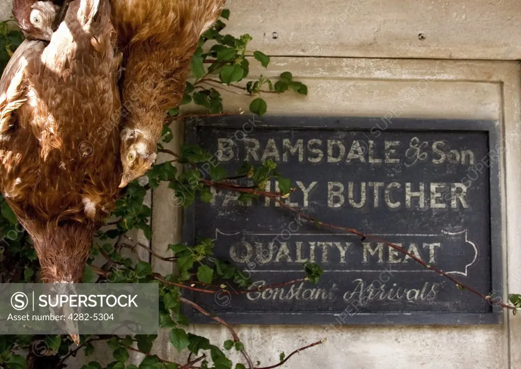 England, Wiltshire, Castle Combe. Chickens hanging in a butcher shop in Castle Combe.