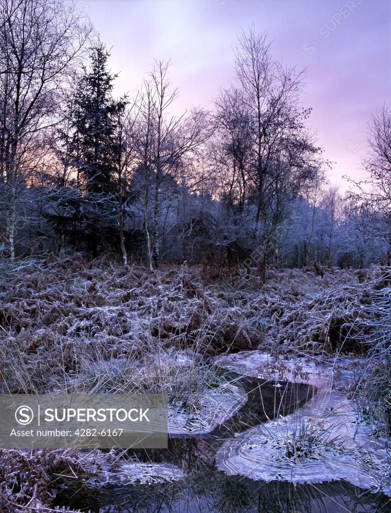 England, Gloucestershire, Forest of Dean. Patterns of frost and frozen marsh water glow pink under a vivid winter morning sky.