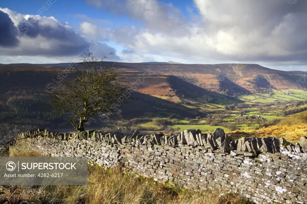 Wales, Powys, Vale of Ewyas. Gnarled tree and stone wall overlooking the Vale of Ewyas.