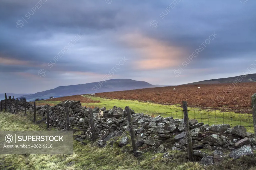 Wales, Monmouthshire, Abergavenny. Broken down stone wall on Sugar Loaf Mountain.