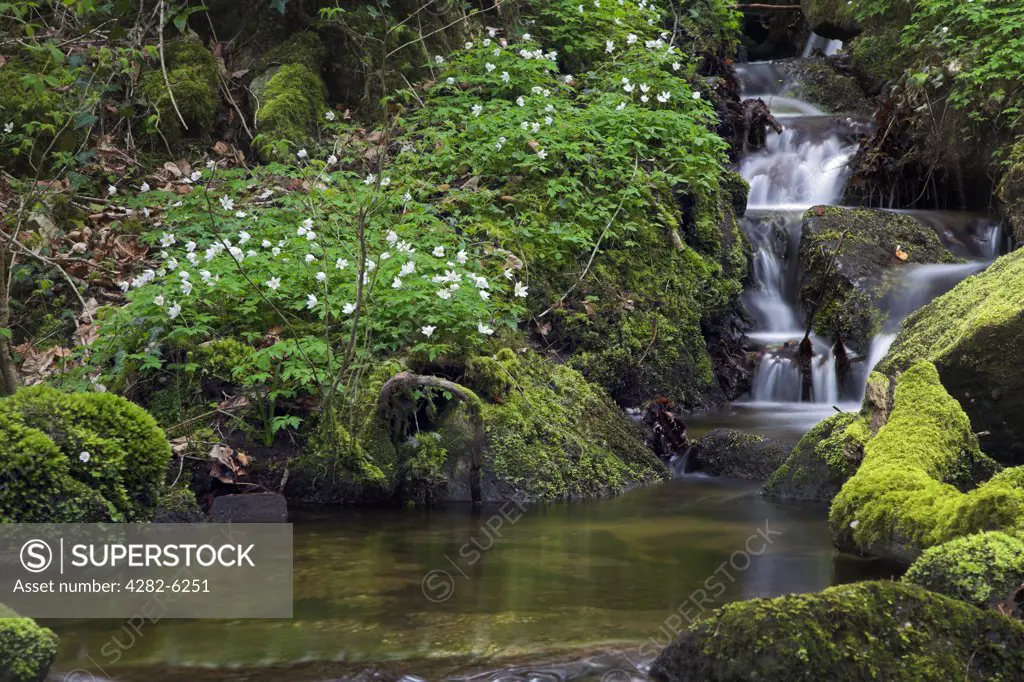 Wales, Monmouthshire, Wye Valley. Wood anemones next to a woodland stream.