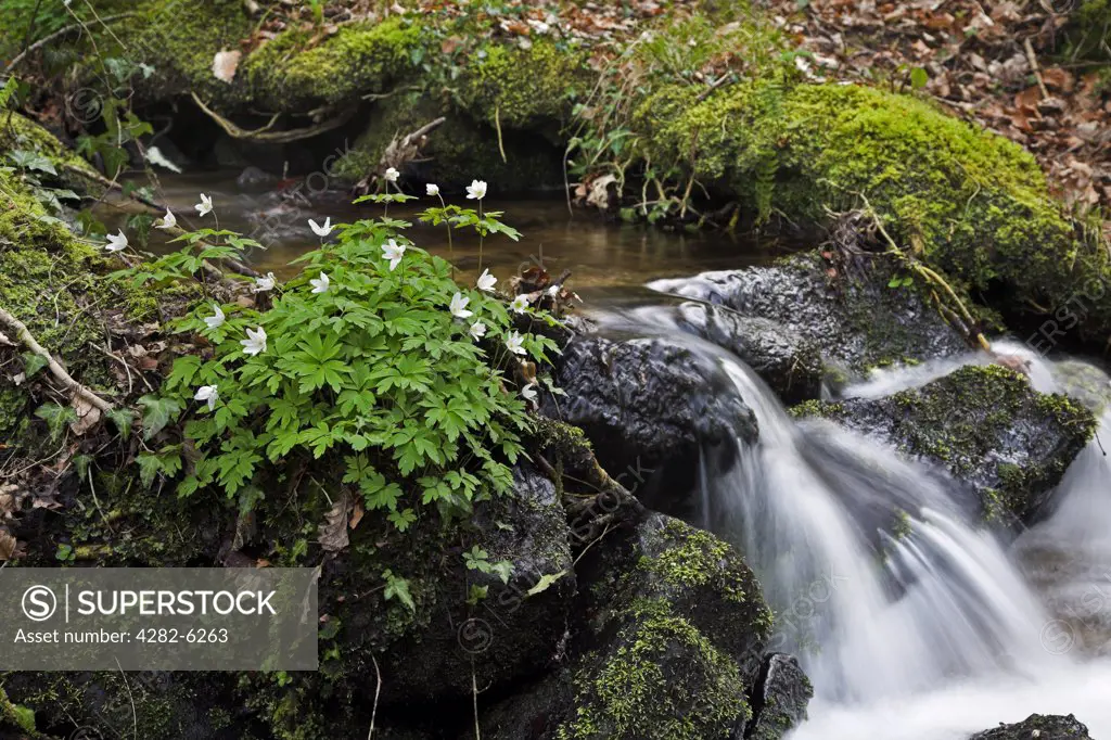 South Wales, Monmouthshire, Wye Valley. Wood anemones next to a woodland stream.