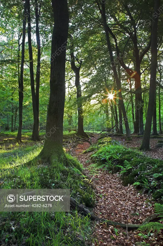 England, Gloucestershire, Forest of Dean. Dean Forest woodland. Nestling between the Wye Valley, the Vale of Leadon and the Severn Vale, the Royal Forest of Dean is one of England's few remaining ancient forests.