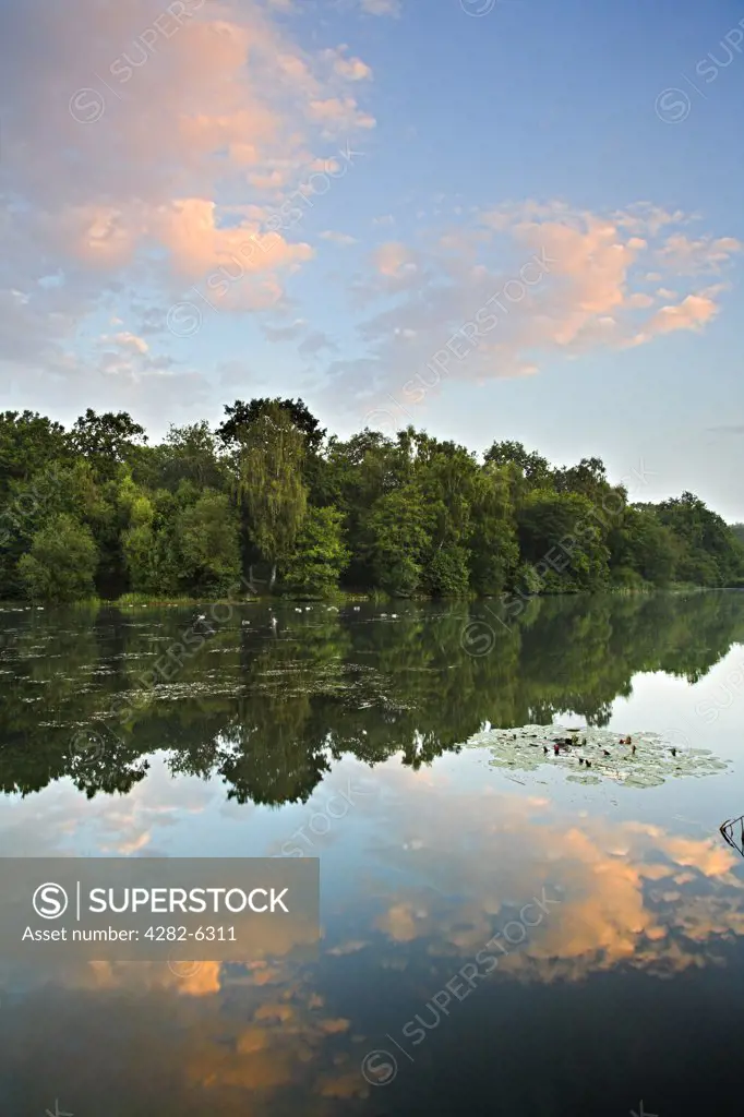 England, Gloucestershire, Forest of Dean. Dawn reflections in Cannop Pond near Cinderford.
