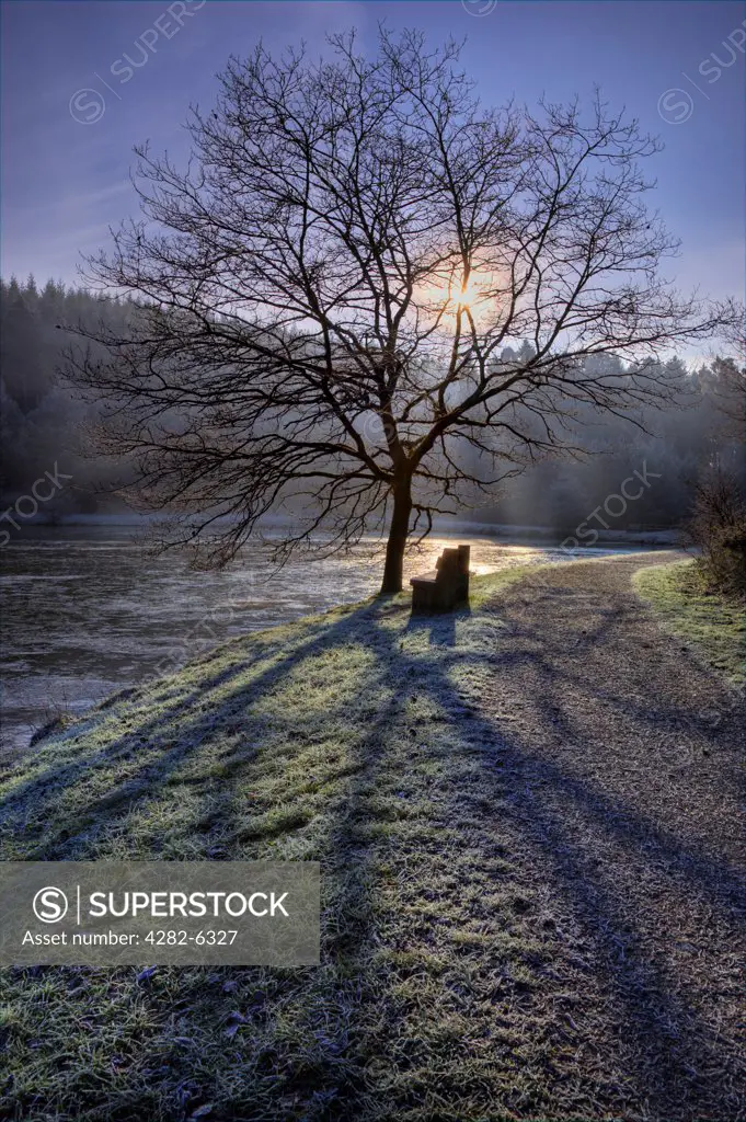 England, Gloucestershire, Forest of Dean. A tree silhouetted against the rising sun on a frosty morning at Mallard's Pike near Parkend in the Forest of Dean.
