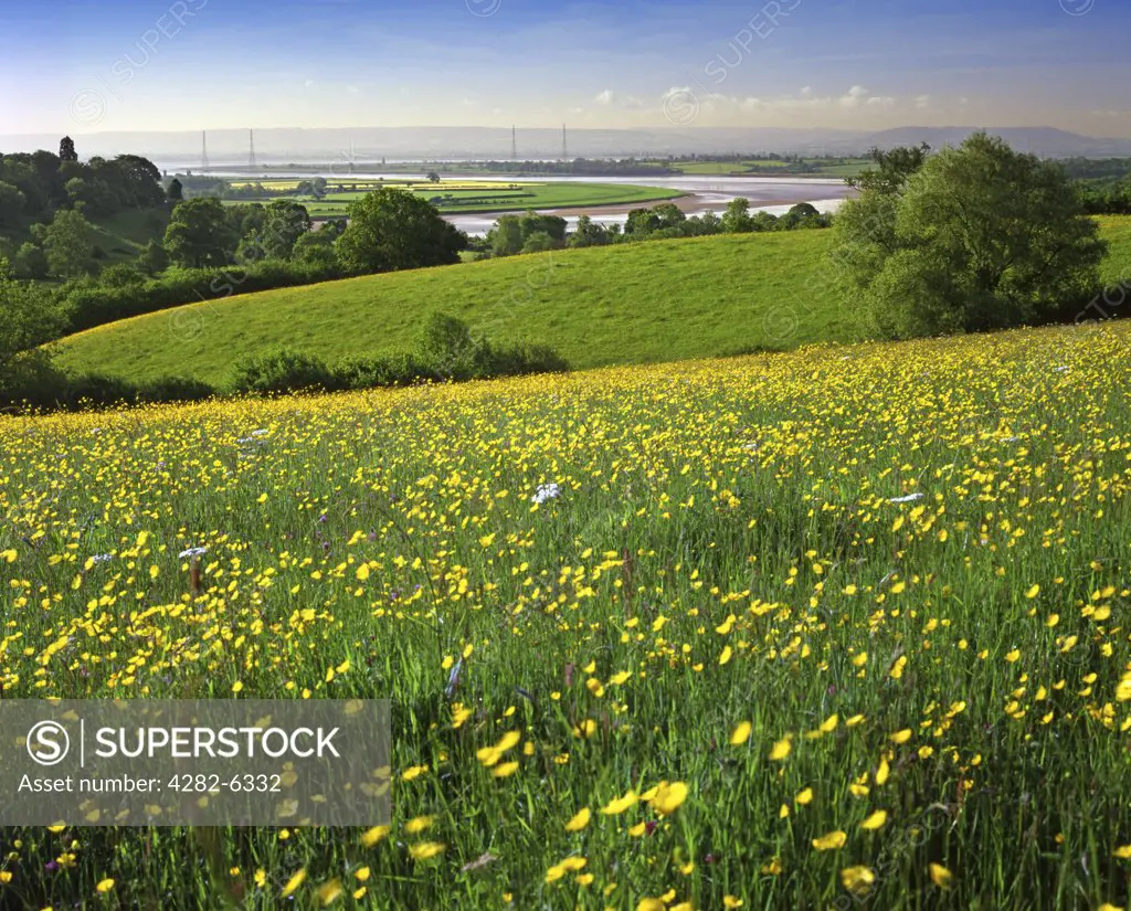 England, Gloucestershire, Newnham-on-Severn. Buttercups in fields around the River Severn near Newnham-on-Severn.