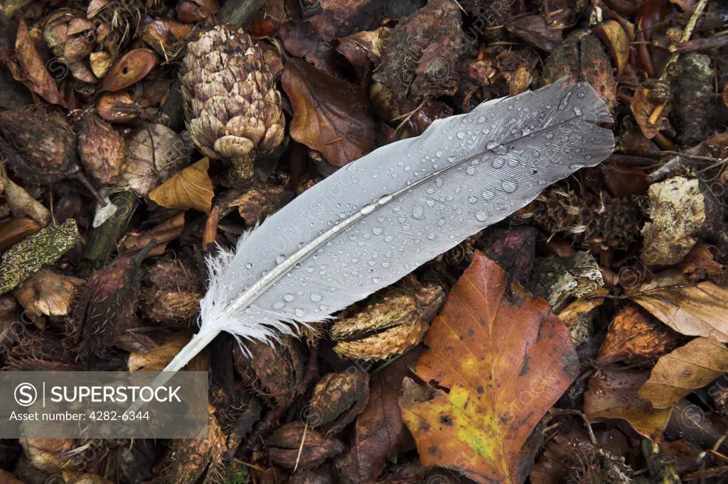 England, Gloucestershire, Forest of Dean. Detail of the feather of a wood pigeon on autumnal leaf litter in the Forest of Dean.