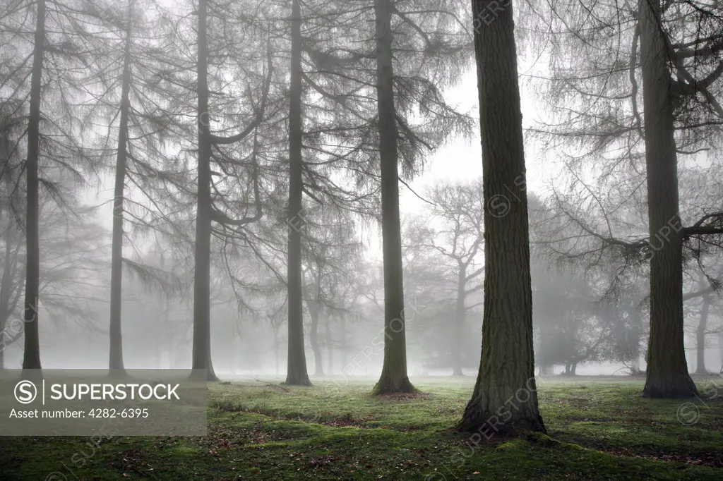 England, Gloucestershire, Cinderford. Misty Woodland at Cinderford in the Royal Forest of Dean.