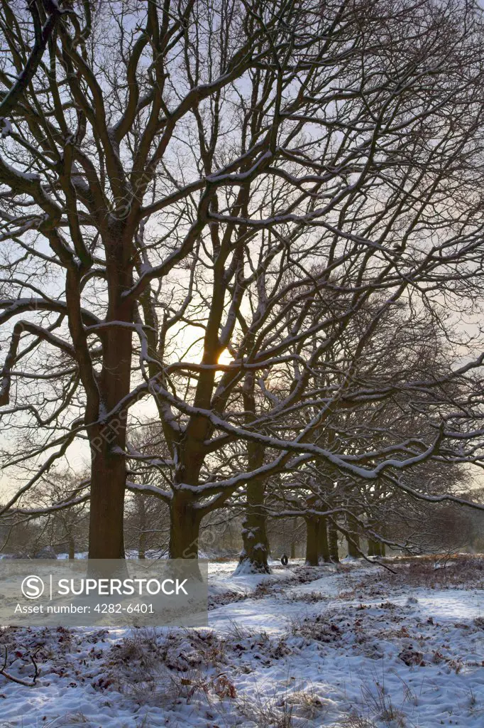 England, Gloucestershire, Cinderford. Snow covering woodland at Cinderford on the eastern edge of the Royal Forest of Dean.