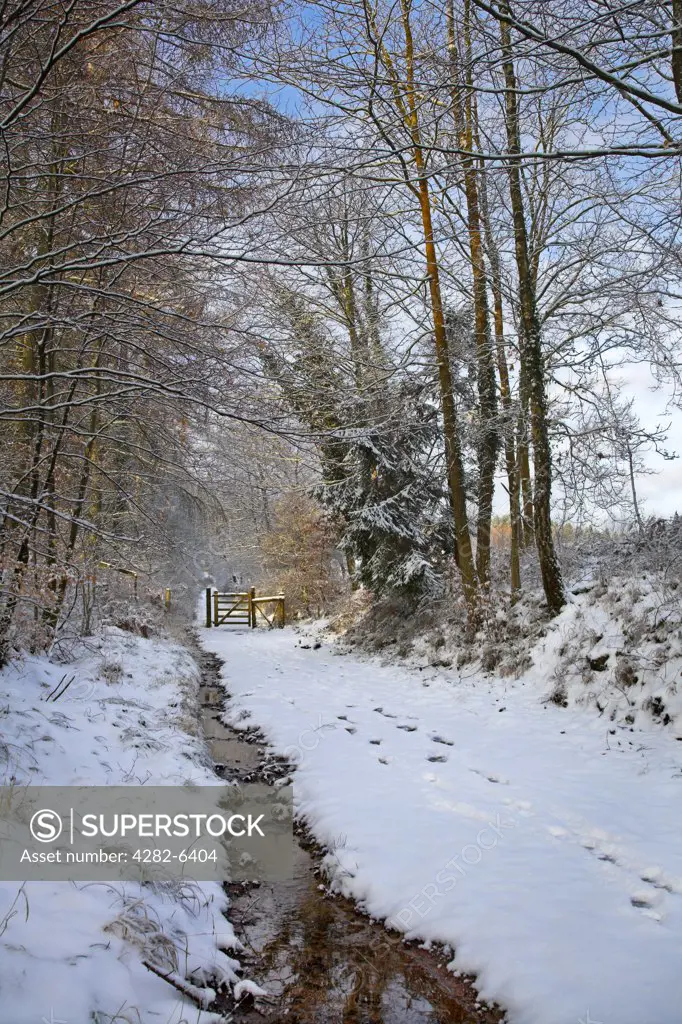 England, Gloucestershire, Cinderford. Footprints on a snow covered path by a stream, leading to a gate in the Royal Forest of Dean.