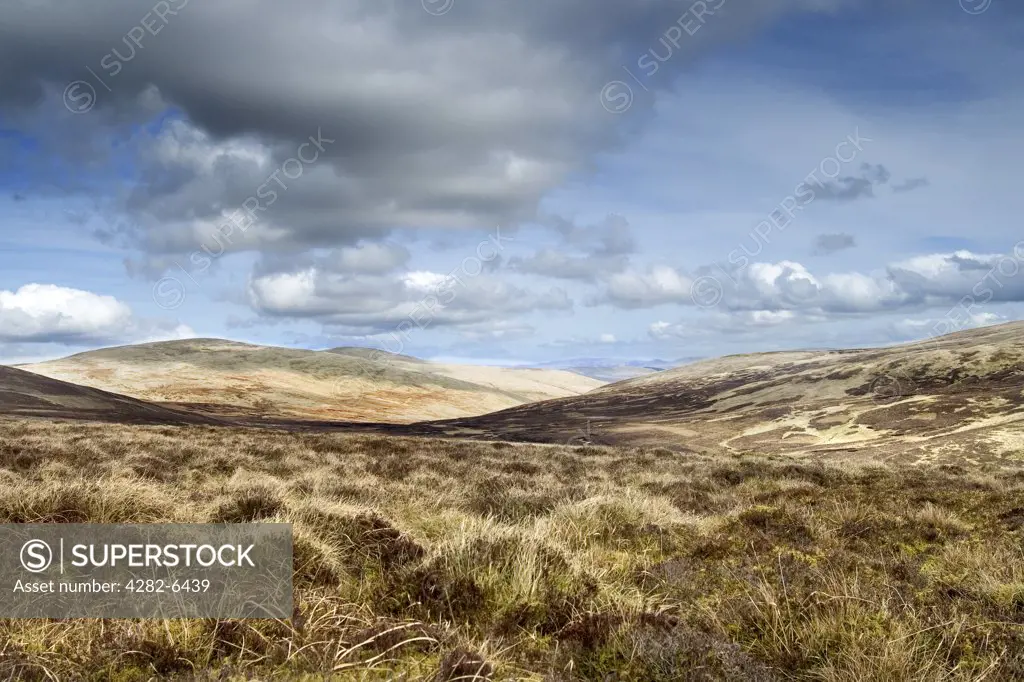 Scotland, Dumfries and Galloway, Drumlanrig. Open grassland in Drumlanrig Country Estate.