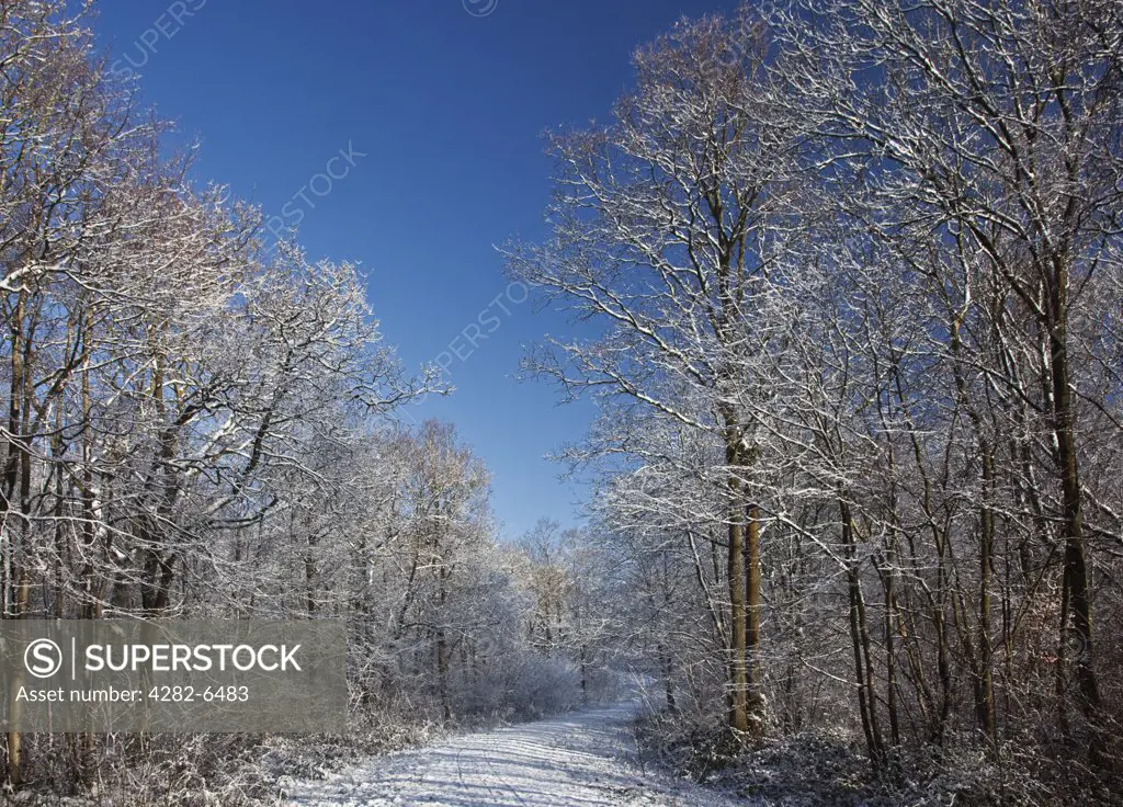 England, Wiltshire, nr Malmesbury. A snow covered path leading through Webbs Wood on a sunny winter day.
