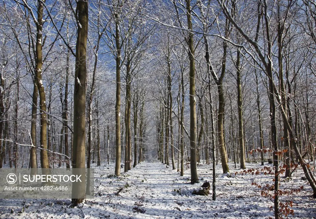 England, Wiltshire, nr Malmesbury. Bare trees in a snow covered forest.
