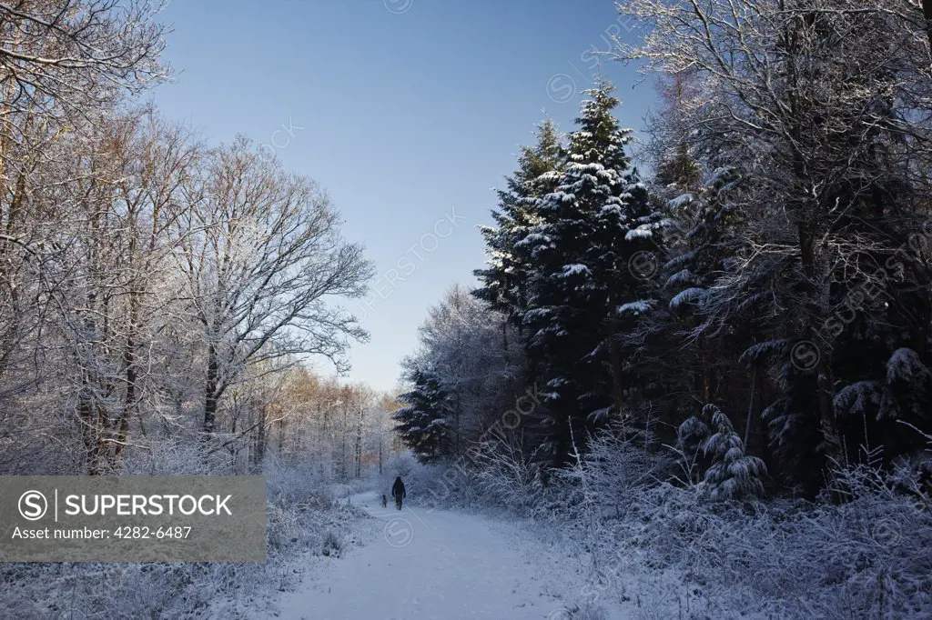 England, Wiltshire, near Malmesbury. A woman walking her dog on a snow covered path in Webbs Wood during winter.