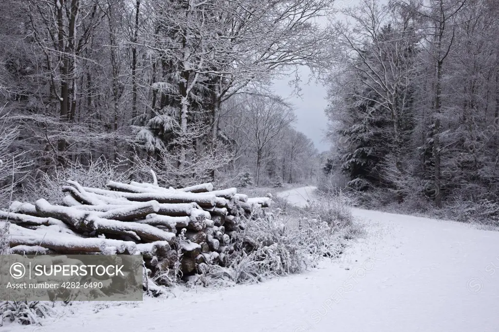 England, Wiltshire, nr Malmesbury. A log pile alongside a snow covered path in a forest during winter.