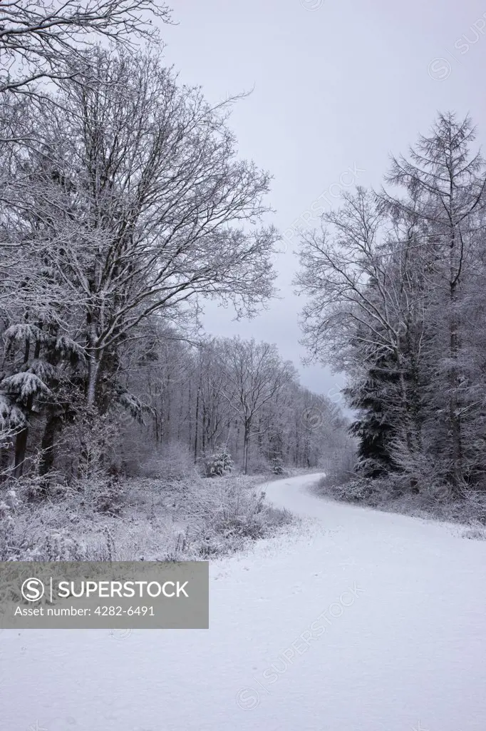 England, Wiltshire, nr Malmesbury. A snow covered path leading through a forest in winter.