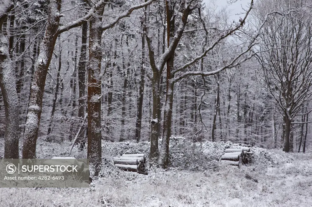 England, Wiltshire, nr Malmesbury. Log piles by bare trees in a snow covered forest.