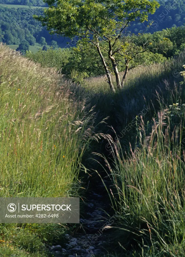 England, Gloucestershire, Uley. Footpath through long grasses at Uley in the Cotwolds.