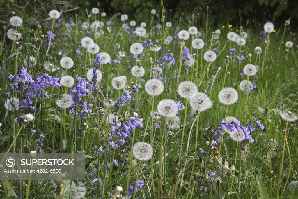 England, Gloucestershire, Westonbirt Arboretum. Bluebells and Dandelions in abundance in Silk Wood during springtime at Westonbirt, The National Arboretum.