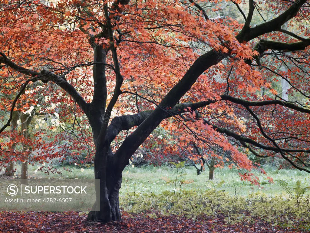 England, Gloucestershire, Westonbirt Arboretum. Autumn colour on display at Westonbirt, The National Arboretum.