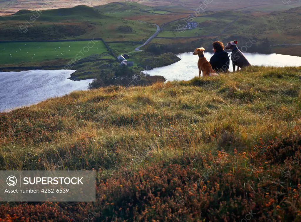 Wales, Gwynedd, near Dolgellau. A woman sitting on a hillside with her two dogs admiring the view.