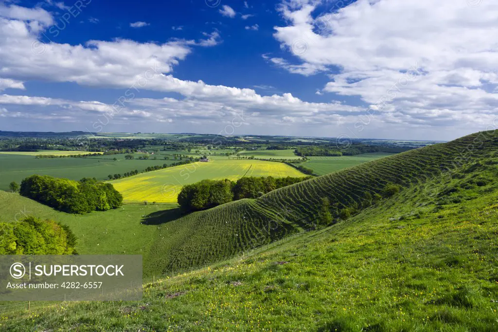 England, Wiltshire, near Alton Barnes. Pewsey Downs on the southern edge of the Marlborough Downs overlooking Pewsey Vale.