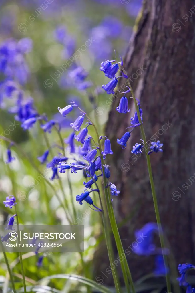 England, Wiltshire, near Marlborough. Close-up of Bluebells growing in West Woods.