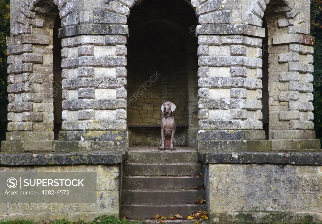 England, Gloucestershire, Cirencester. A Wiemaraner sitting at the top of the steps of a stone folly in Cirencester Park.