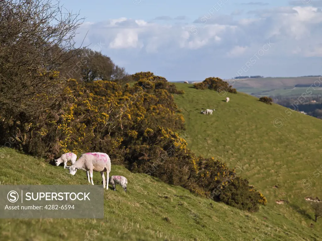 England, Wiltshire, Knap Hill. Sheep & spring lambs grazing on Knap Hill.