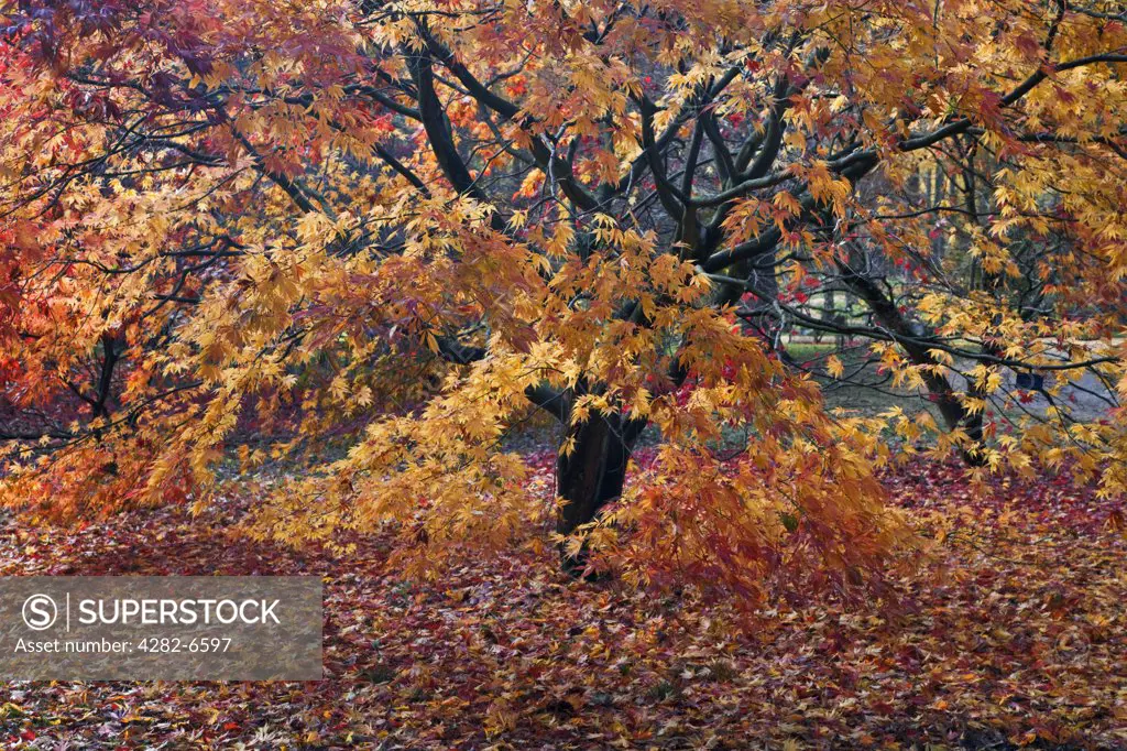 England, Gloucestershire, Westonbirt Arboretum. Autumn foliage in the National Acer collection at Westonbirt Arboretum.
