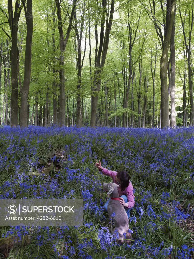 England, Wiltshire, Near Malborough. A woman with her dog (weimaraner) exploring the bluebells in West Woods.