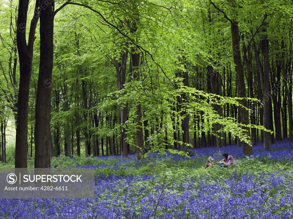 England, Wiltshire, Near Malborough. A woman and her dogs (weimaraner) exploring the Bluebells in West Woods.
