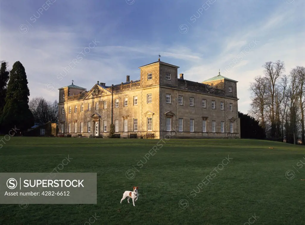 England, Wiltshire, Lydiard Tregoze. A Jack Russell dog on the lawn in front of historic Lydiard House, a stately home set in parkland near Swindon.