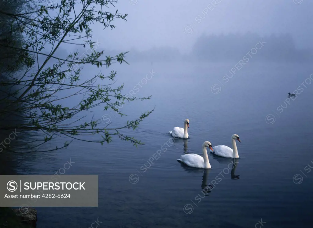 England, Gloucestershire, Cotswold Water Park. Three Swans on a lake at the Cotswold Water Park, an area of 140 lakes, set in 40 square miles of countryside.