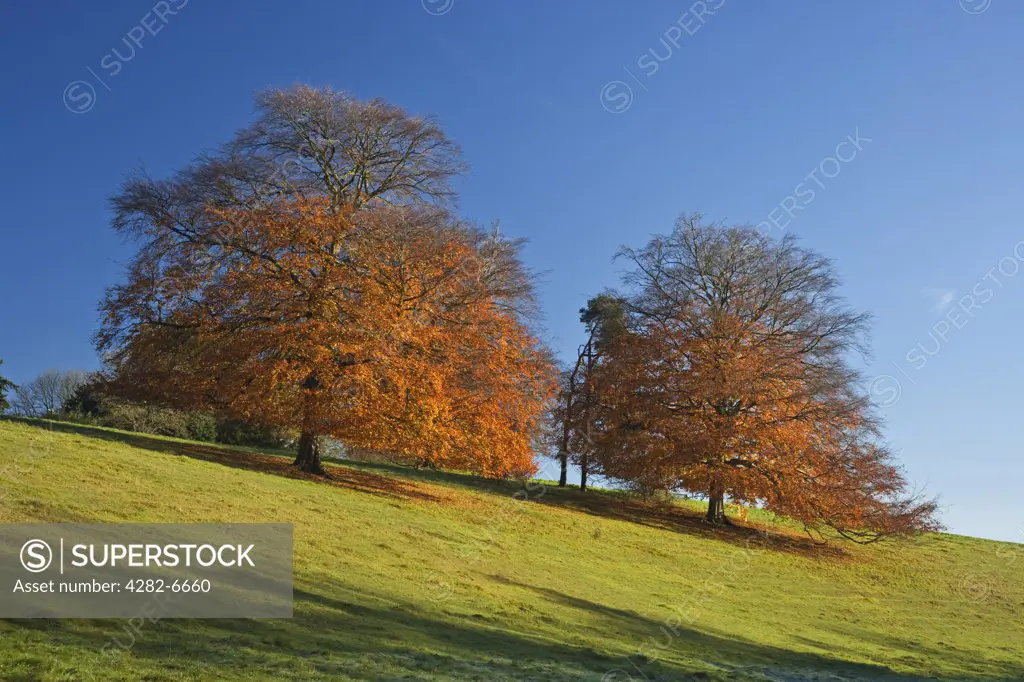 England, Gloucestershire, Westonbirt Arboretum. Autumn foliage at Westonbirt Arboretum.