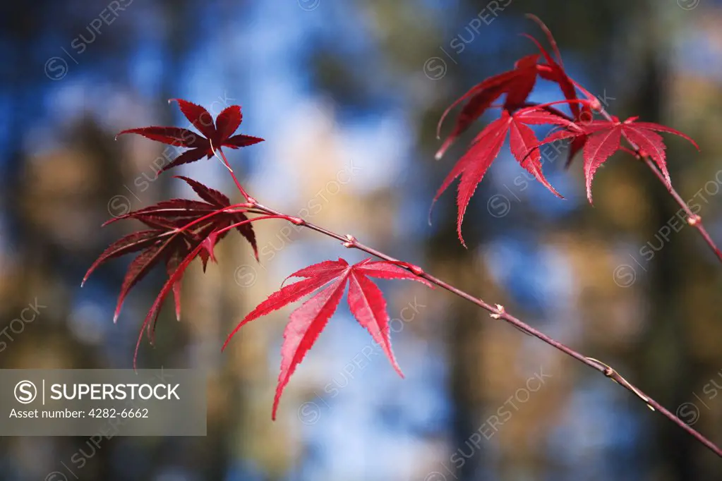 England, Gloucestershire, Westonbirt Arboretum. Close up of red Acer leaves at Westonbirt Arboretum.
