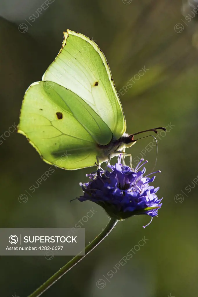 England, Wiltshire, Echo Lodge Meadows Nature Reserv. Butterfly -  brimstone (gonepteryx rhamni) on devil's bit scabious.