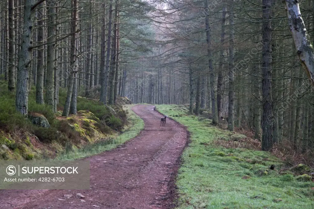 England, Northumberland, Kielder Water & Forest Park. A dog standing on a track in Kielder Water & Forest Park which offers over 600 square kilometres of forest for walking and hiking.