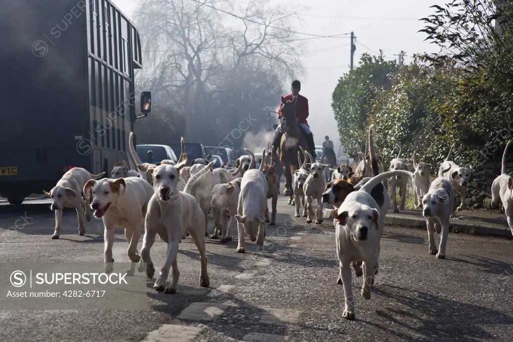 England, Wiltshire, Brinkworth. Foxhounds followed by the master of foxhounds on horseback in the village of Brinkworth.