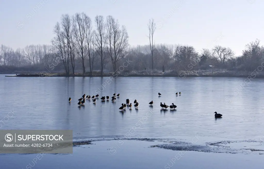 England, Wiltshire, Lower Moor Farm Nature Reserve. Ducks standing on the surface of a frozen lake at Lower Moor Farm Nature Reserve in the Cotswold Water Park.