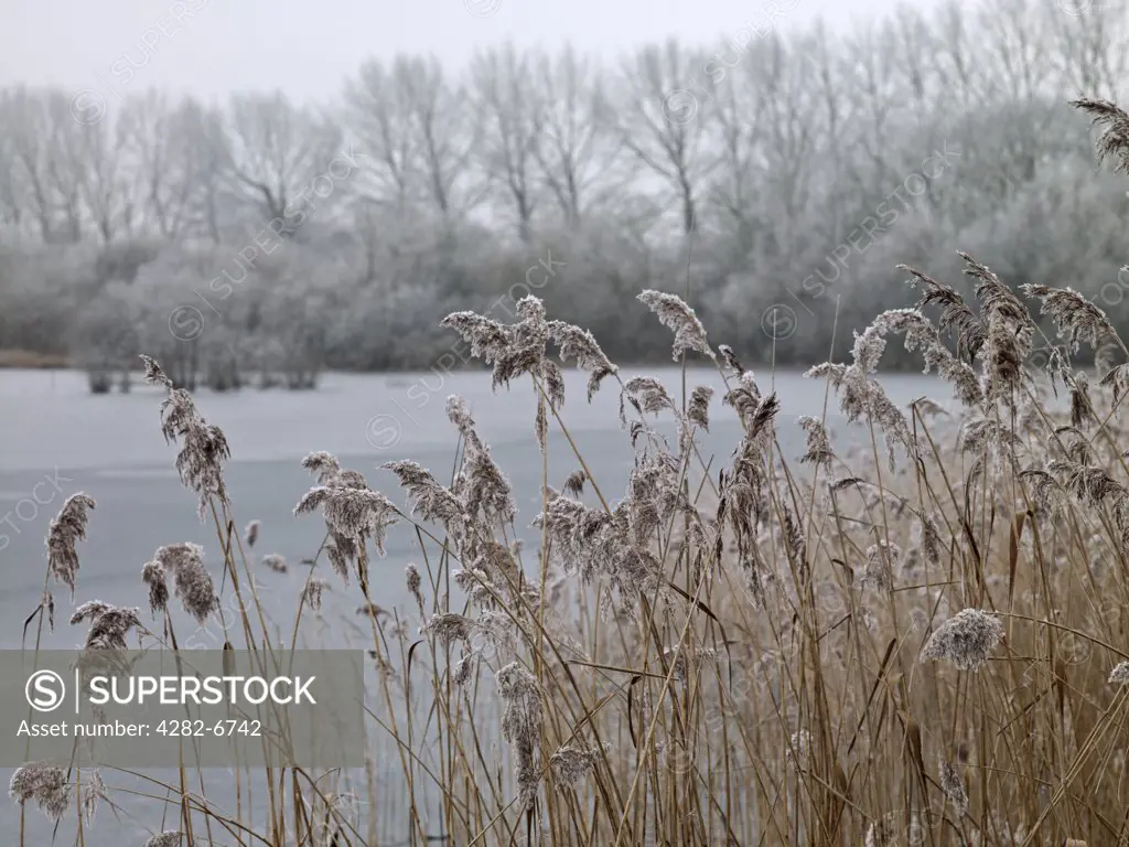 England, Wiltshire, Swillbrook Lakes. Frosty grass at Swillbrook Lakes, one of the most important nature conservation sites in the Cotswold Water Park.