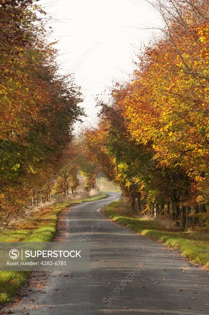 England, East Riding of Yorkshire, Burnby. Colourful autumnal display of colour from trees either side of a country lane.