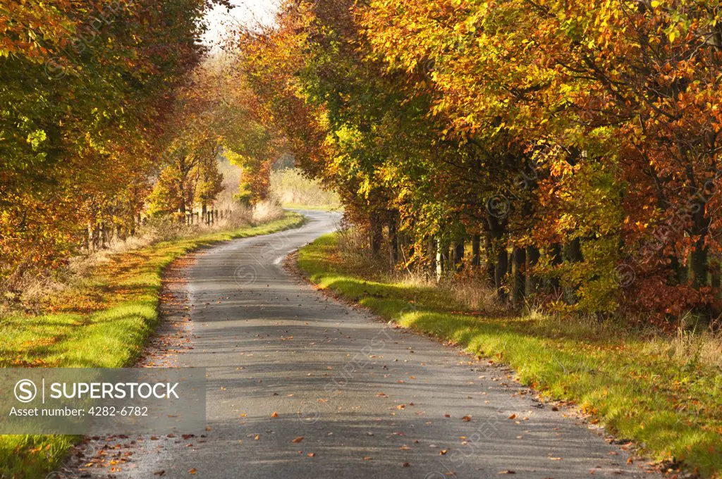 England, East Riding of Yorkshire, Burnby. Colourful autumnal display of colour from trees either side of a country lane.