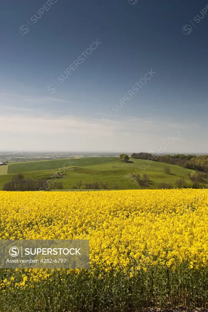 England, East Riding of Yorkshire, Millington. Yellow flowers of the rape crop seen on the Yorkshire Wolds, with the Vale of York stretching out in the background.