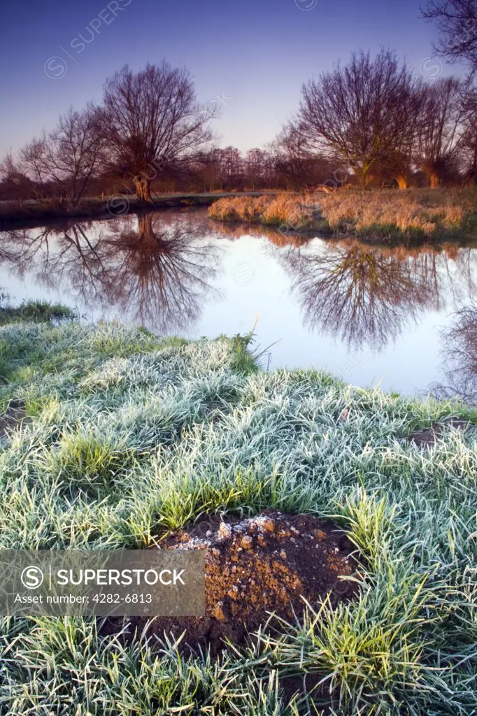 England, Essex, Dedham. Molehills on the bank of the River Stour. The river runs between Dedham and Flatford.